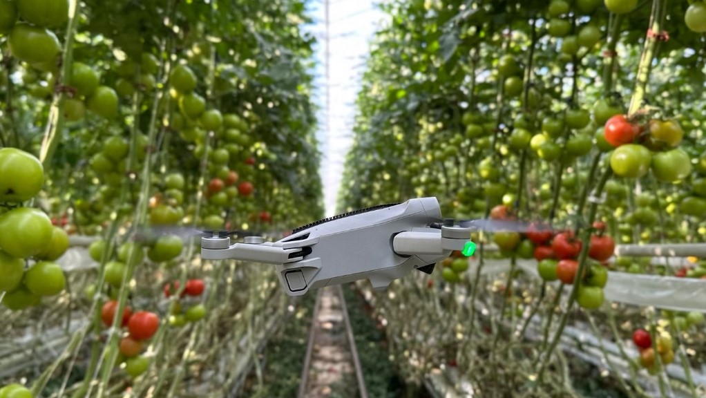 dron polinizacion artificial tomate